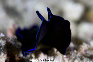 flatworm by Stan Flachs 